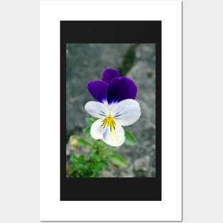 The Wild Pansy Posters and Art